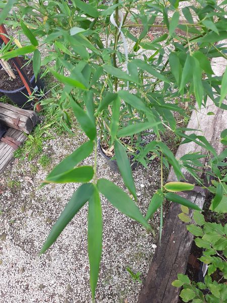 Bambus - Phyllostachys bissetii