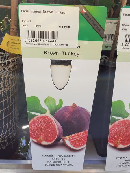 Figovník - Brown Turkey