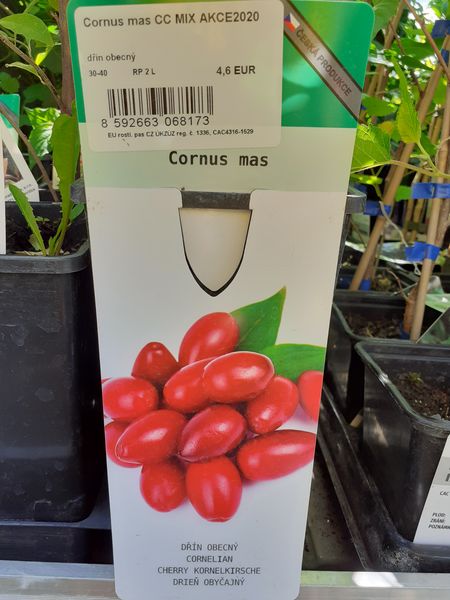 Drieň obyčajný - Cornus mas